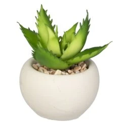 Mini-Sukkulente - 1 Stück 12 Mini-Sukkulente - 1 Stück -Wohndeko 199043 1 neu