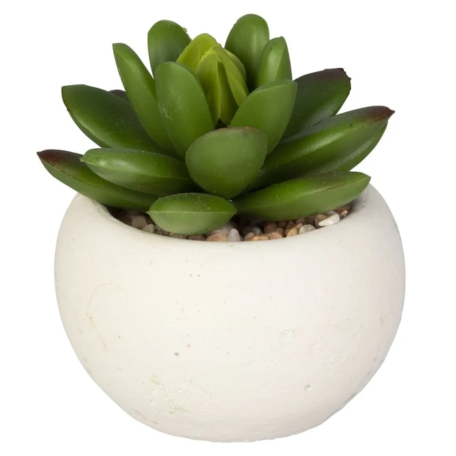 Mini-Sukkulente - 1 Stück 3 Mini-Sukkulente - 1 Stück