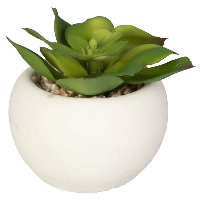 Mini-Sukkulente - 1 Stück 7 Mini-Sukkulente - 1 Stück – Bild 5