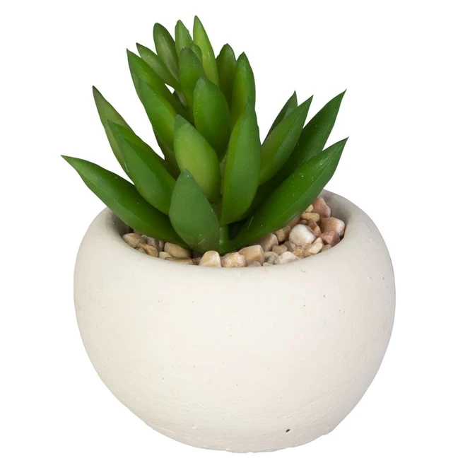 Mini-Sukkulente - 1 Stück 4 Mini-Sukkulente - 1 Stück – Bild 2