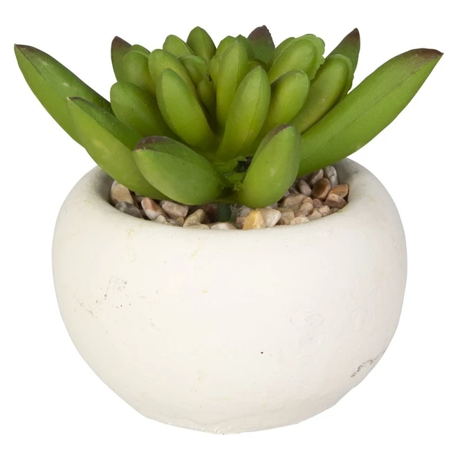 Mini-Sukkulente - 1 Stück 8 Mini-Sukkulente - 1 Stück – Bild 6