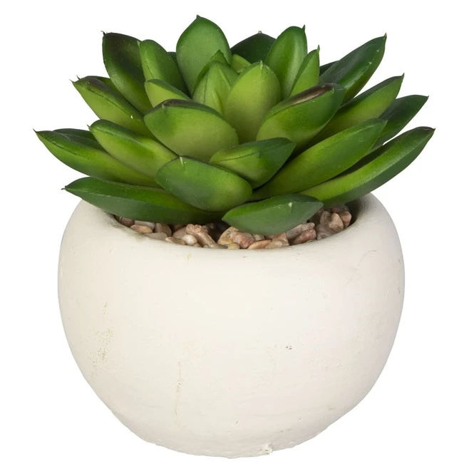 Mini-Sukkulente - 1 Stück 9 Mini-Sukkulente - 1 Stück – Bild 7