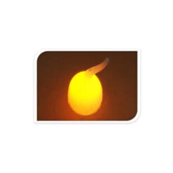 LED-Kerze - Aus Echtwachs - Ca. 5 X 6,5 Cm - Elfenbein 5 LED-Kerze - Aus Echtwachs - Ca. 5 X 6,5 Cm - Elfenbein -Wohndeko 200208 2