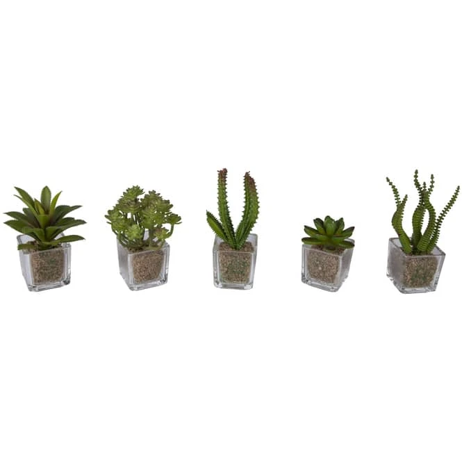 Sukkulente - 12 Cm - 1 Stück 4 Sukkulente - 12 Cm - 1 Stück – Bild 2