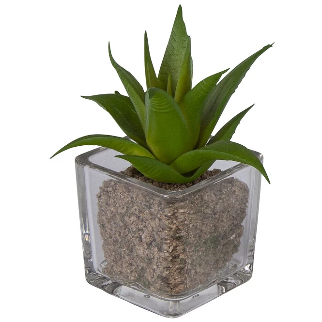 Sukkulente - 12 Cm - 1 Stück 6 Sukkulente - 12 Cm - 1 Stück – Bild 4