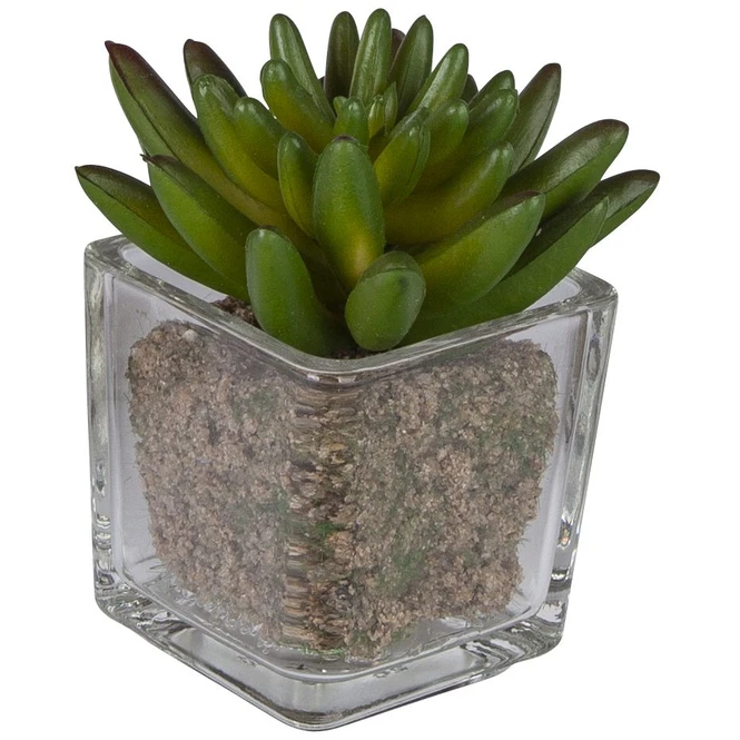 Sukkulente - 12 Cm - 1 Stück 5 Sukkulente - 12 Cm - 1 Stück – Bild 3