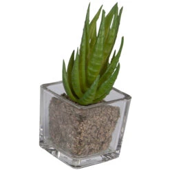 Sukkulente - 12 Cm - 1 Stück 15 Sukkulente - 12 Cm - 1 Stück -Wohndeko 204398 4