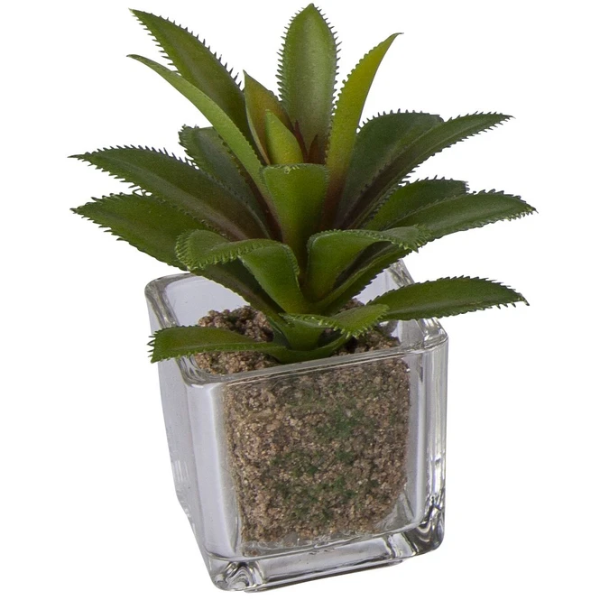 Sukkulente - 12 Cm - 1 Stück 3 Sukkulente - 12 Cm - 1 Stück