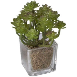 Sukkulente - 12 Cm - 1 Stück 13 Sukkulente - 12 Cm - 1 Stück -Wohndeko 204398 6