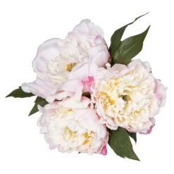 Pfingstrosen - Ca. 26 Cm - Weiß/rosa