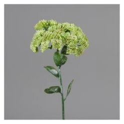 Mauerpfeffer - Ca. 46 Cm - Grün