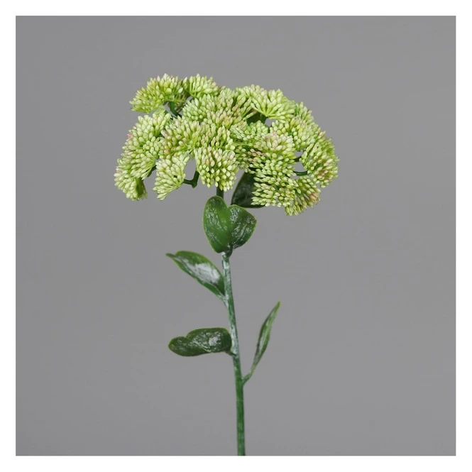 Mauerpfeffer - Ca. 46 Cm - Grün 3 Mauerpfeffer - Ca. 46 Cm - Grün