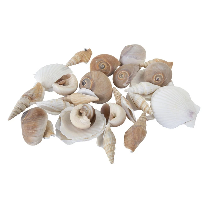 Streudeko - Muscheln - 1 Beutel 4 Streudeko - Muscheln - 1 Beutel – Bild 2