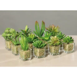 Sukkulente - 12 Cm - 1 Stück 14 Sukkulente - 12 Cm - 1 Stück -Wohndeko 57069 2