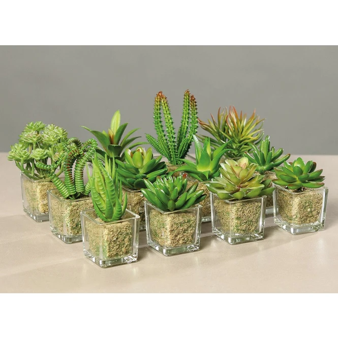 Sukkulente - 12 Cm - 1 Stück 8 Sukkulente - 12 Cm - 1 Stück – Bild 6